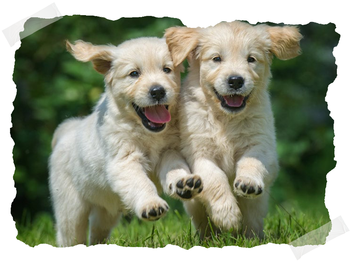 Dogs